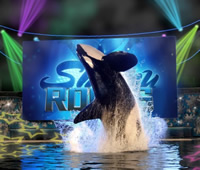 Shamu Rocks